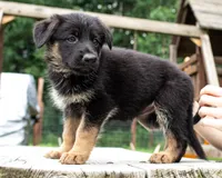 Lina, a female German Shepherd Dog for sale in Big Lake, MN – 2 of 3