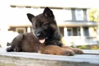 Jack, a male German Shepherd Dog for sale in Big Lake, MN – 2 of 3