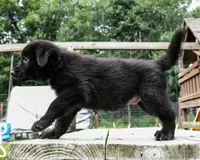 Max, a male German Shepherd Dog for sale in Big Lake, MN – 4 of 6