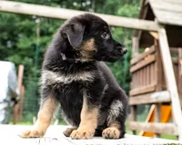 Lina, a female German Shepherd Dog for sale in Big Lake, MN – 3 of 3