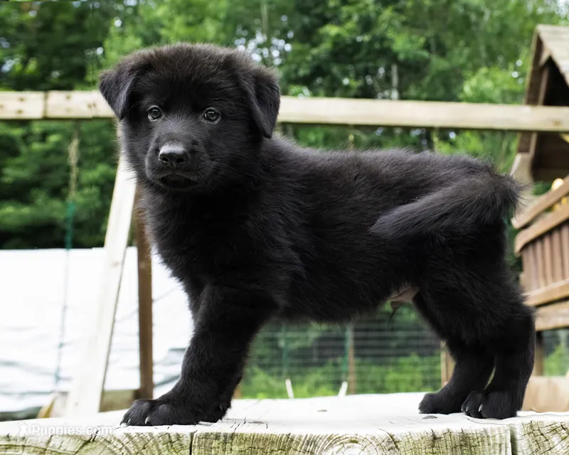 Max – German Shepherd Dog puppy for sale in Big Lake, MN