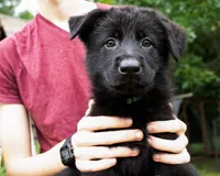 Nova, a female German Shepherd Dog for sale in Big Lake, MN – 3 of 8