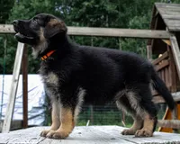 Rocky, a male German Shepherd Dog for sale in Big Lake, MN – 3 of 3