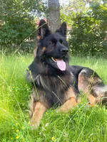 Max, a male German Shepherd Dog for sale in Big Lake, MN – 6 of 6