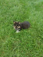 FLUFFY Oreo, a female Pembroke Welsh Corgi for sale in West Union, OH – 3 of 5
