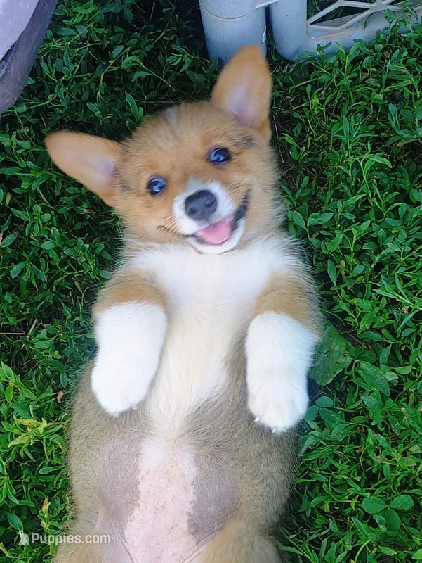 Ava – Pembroke Welsh Corgi puppy for sale in West Union, OH