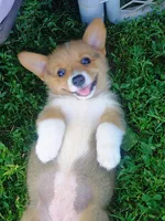 Ava, a female Pembroke Welsh Corgi for sale in West Union, OH – 1 of 1