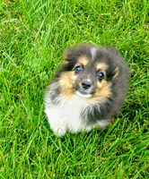 FLUFFY Oreo, a female Pembroke Welsh Corgi for sale in West Union, OH – 5 of 5