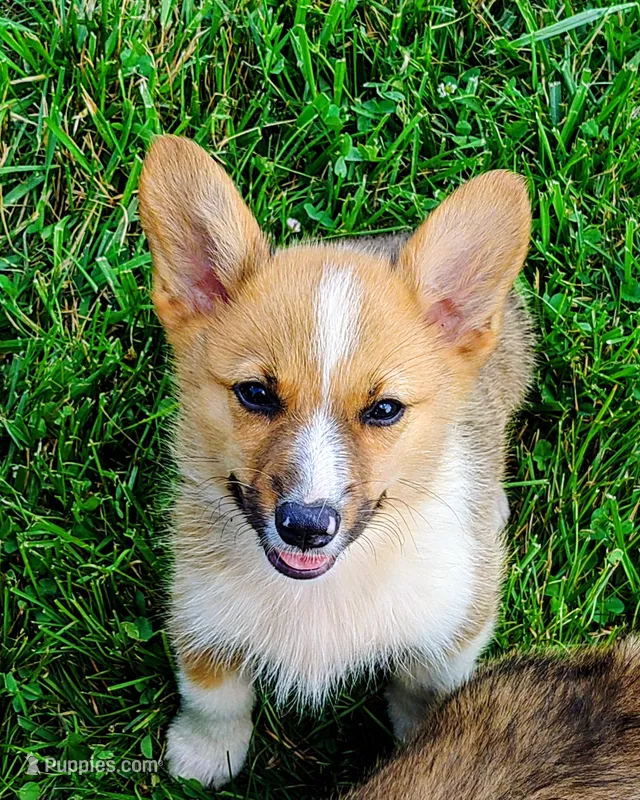 Prince – Pembroke Welsh Corgi puppy for sale in West Union, OH