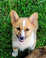 Prince, a male Pembroke Welsh Corgi for sale in West Union, OH – 1 of 1