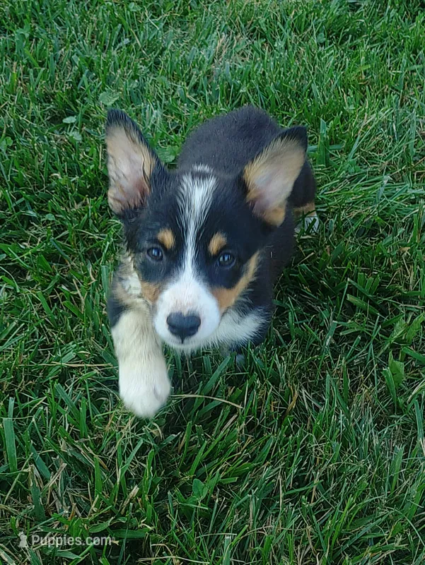 Princess  – Pembroke Welsh Corgi puppy for sale in West Union, OH