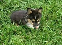 FLUFFY Oreo, a female Pembroke Welsh Corgi for sale in West Union, OH – 4 of 5