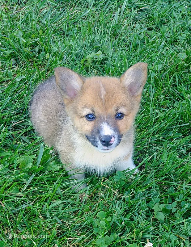 Arial – Pembroke Welsh Corgi puppy for sale in West Union, OH