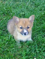 Arial, a female Pembroke Welsh Corgi for sale in West Union, OH – 1 of 1