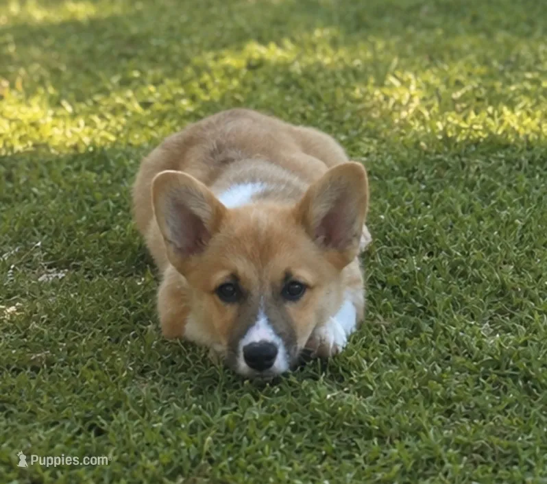 Bella – Pembroke Welsh Corgi puppy for sale in West Union, OH