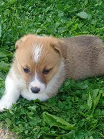 Princess , a female Pembroke Welsh Corgi for sale in West Union, OH – Photo 4 of 4