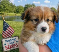 Princess , a female Pembroke Welsh Corgi for sale in West Union, OH – Photo 3 of 4