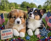 Princess , a female Pembroke Welsh Corgi for sale in West Union, OH – Photo 2 of 4