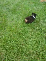 FLUFFY Oreo, a female Pembroke Welsh Corgi for sale in West Union, OH – 2 of 5