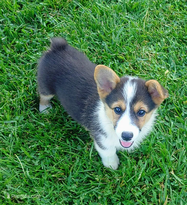 Bristol  – Pembroke Welsh Corgi puppy for sale in West Union, OH