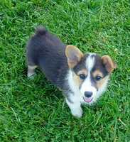 Bristol , a female Pembroke Welsh Corgi for sale in West Union, OH – 1 of 1