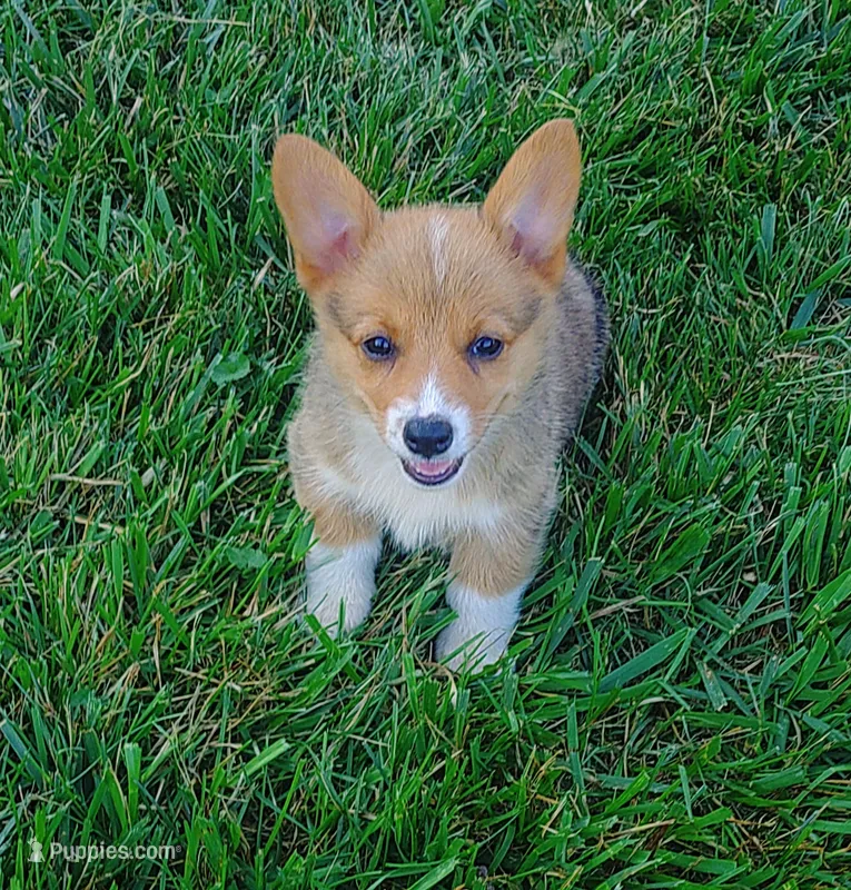 Bella – Pembroke Welsh Corgi puppy for sale in West Union, OH