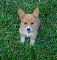 Bella, a female Pembroke Welsh Corgi for sale in West Union, OH – 1 of 1