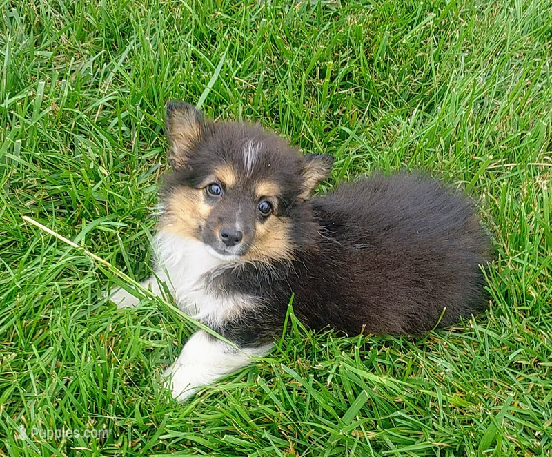 FLUFFY Oreo – Pembroke Welsh Corgi puppy for sale in West Union, OH