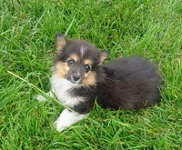 FLUFFY Oreo, a female Pembroke Welsh Corgi for sale in West Union, OH – 1 of 5