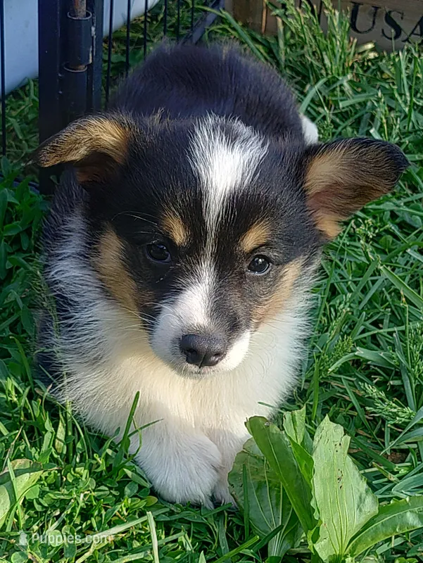 Axel – Pembroke Welsh Corgi puppy for sale in West Union, OH