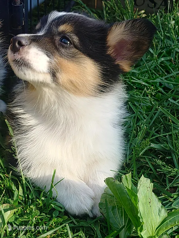 Axel – Pembroke Welsh Corgi puppy for sale in West Union, OH