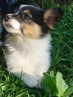 Axel, a male Pembroke Welsh Corgi for sale in West Union, OH – Photo 1 of 2