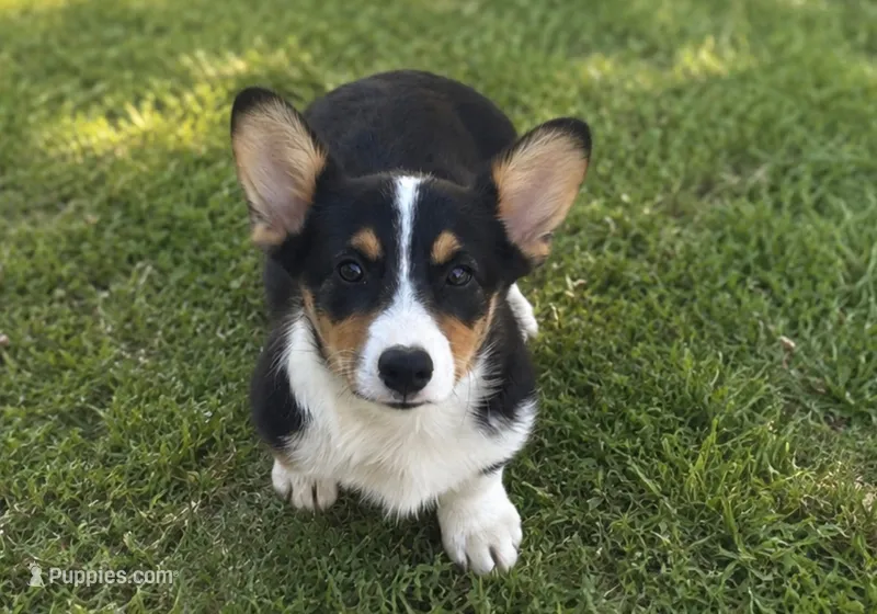 Princess  – Pembroke Welsh Corgi puppy for sale in West Union, OH