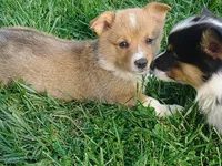 Si, a male Pembroke Welsh Corgi for sale in West Union, OH – Photo 2 of 2