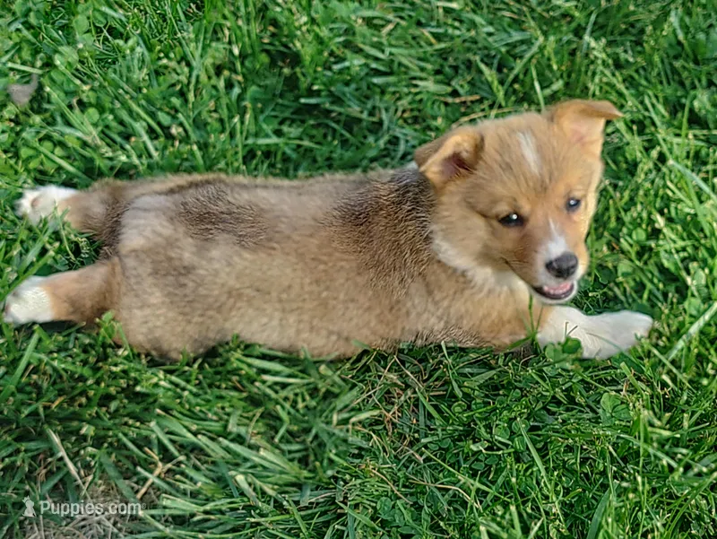 Si – Pembroke Welsh Corgi puppy for sale in West Union, OH