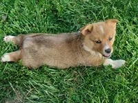 Si, a male Pembroke Welsh Corgi for sale in West Union, OH – Photo 1 of 2