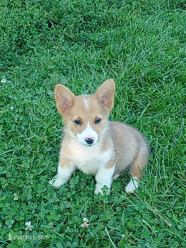 Gus – Pembroke Welsh Corgi puppy for sale in West Union, OH