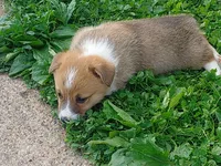 Gus, a male Pembroke Welsh Corgi for sale in West Union, OH – Photo 5 of 6