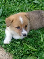 Gus, a male Pembroke Welsh Corgi for sale in West Union, OH – Photo 4 of 6