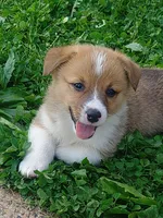 Gus, a male Pembroke Welsh Corgi for sale in West Union, OH – Photo 1 of 6