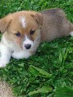 Gus, a male Pembroke Welsh Corgi for sale in West Union, OH – Photo 3 of 6