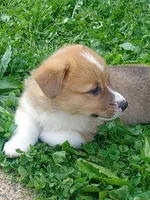 Gus, a male Pembroke Welsh Corgi for sale in West Union, OH – Photo 6 of 6