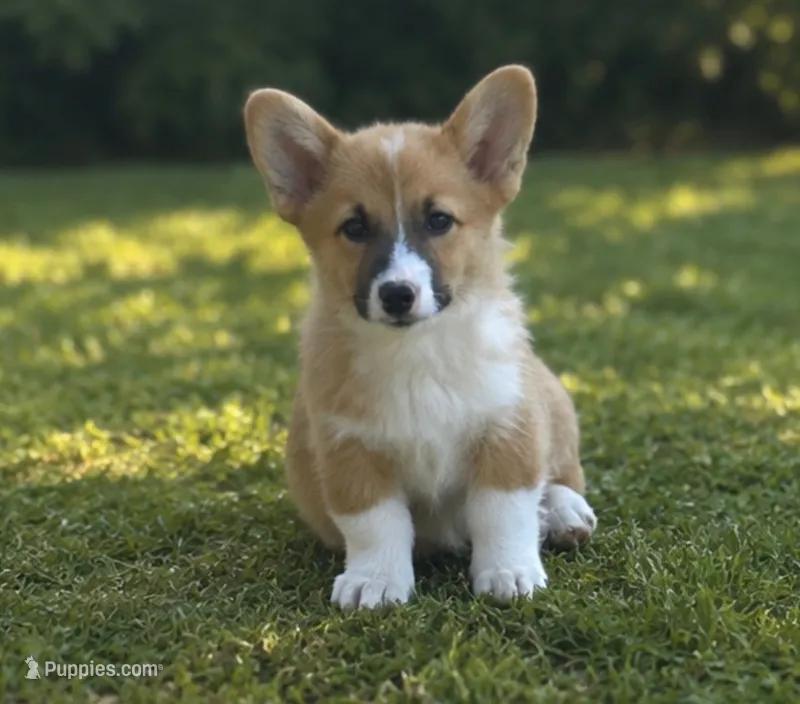 Prince – Pembroke Welsh Corgi puppy for sale in West Union, OH