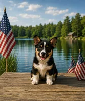 Diesel , a male Pembroke Welsh Corgi for sale in West Union, OH – 1 of 1