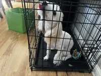Lola, a female Maltipoo for sale in Fresno, CA – 2 of 4