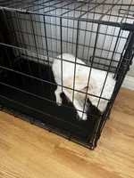 Lola, a female Maltipoo for sale in Fresno, CA – 4 of 4