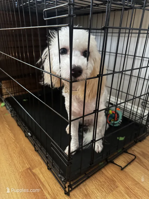Lola – Maltipoo puppy for sale in Fresno, CA