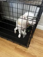 Lola, a female Maltipoo for sale in Fresno, CA – 3 of 4