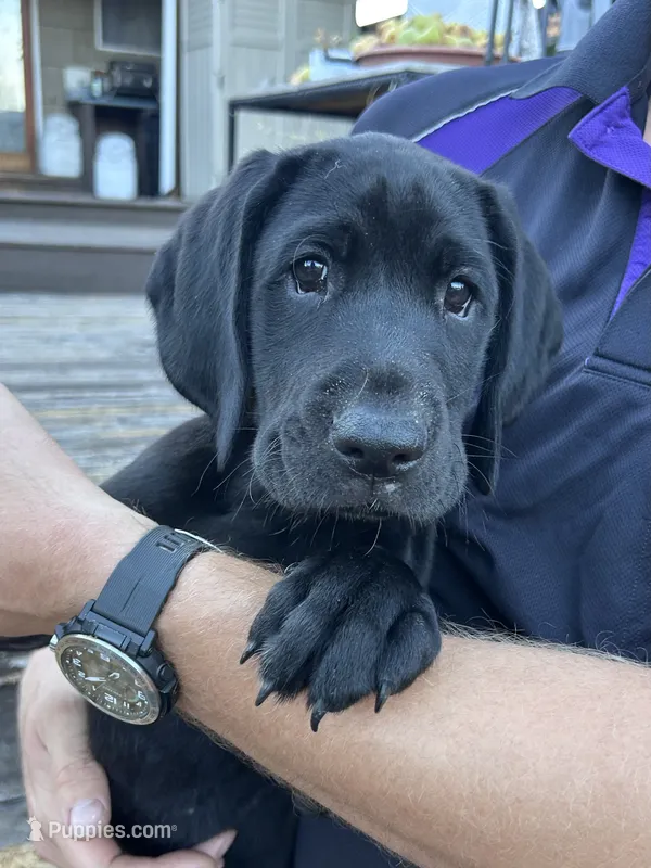 Cappy - Pointador – German Shorthaired Pointer, Labrador Retriever puppy for sale in Tacoma, WA