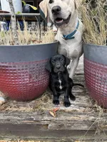 Oreo - Pointador, a female German Shorthaired Pointer and Labrador Retriever for sale in Tacoma, WA – 2 of 4